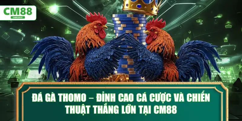 Đá Gà Thomo – Đỉnh cao cá cược và chiến thuật thắng lớn tại CM88